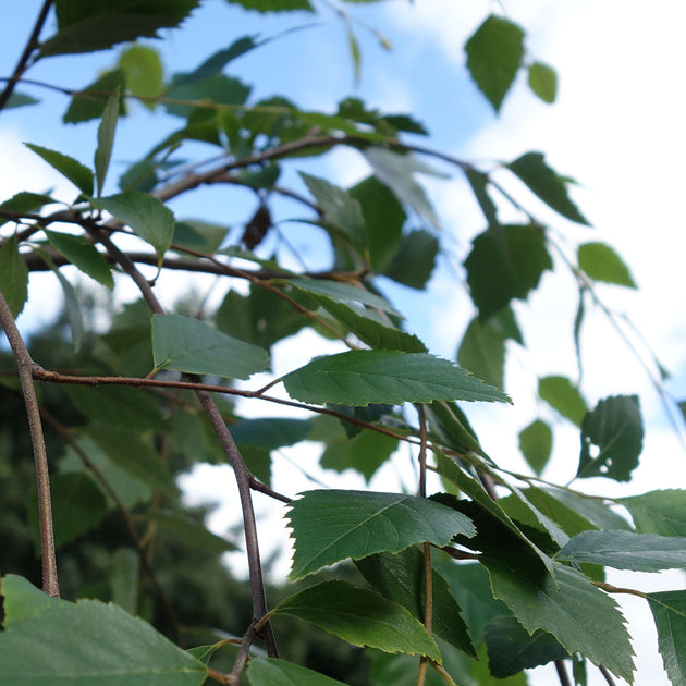 Betula Nigra 'Summer Cascade'