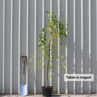 Betula Nigra 'Summer Cascade'