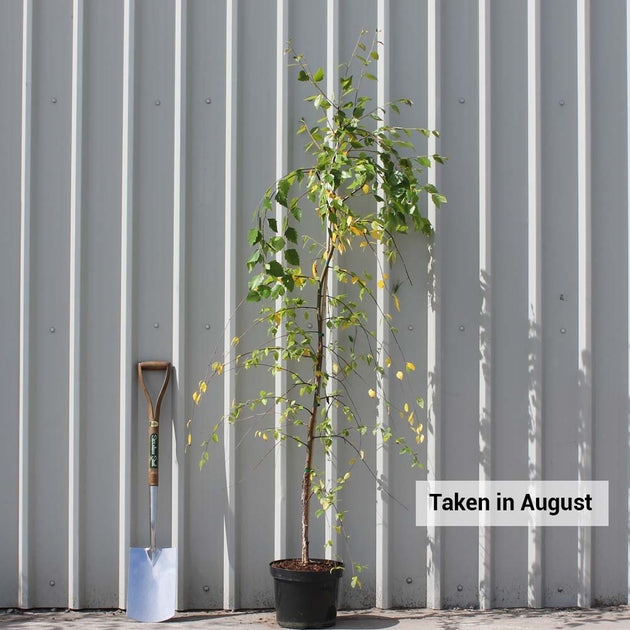Betula Nigra 'Summer Cascade'