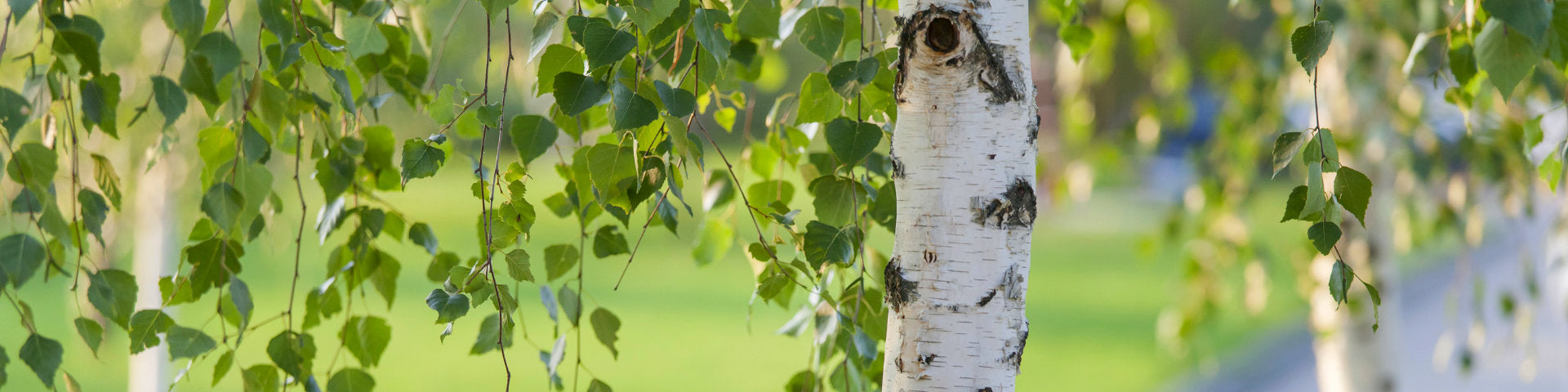 Beautiful Birch tree