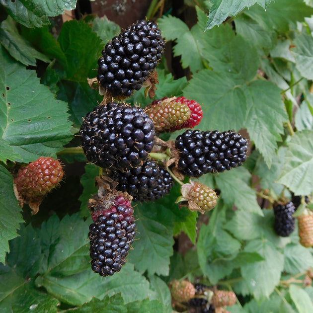 Adrienne Blackberry