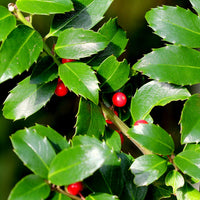 Ilex meserveae Blue Maid Holly leaves and berries