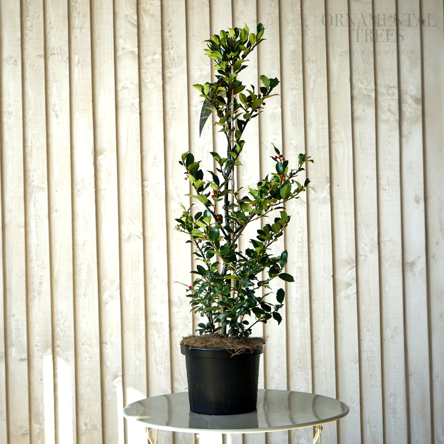 Ilex Blue Maid Holly bush in pot