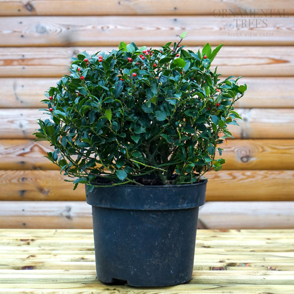 Ilex Blue Maid Holly Topiary Ball