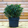 Ilex Blue Maid Holly Topiary Ball