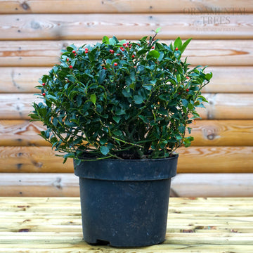 Ilex Blue Maid Holly Topiary Ball
