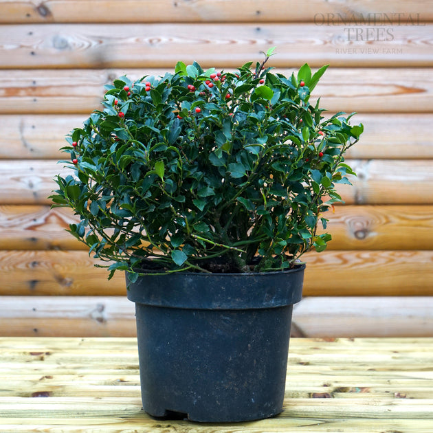 Ilex Blue Maid Holly Topiary Ball
