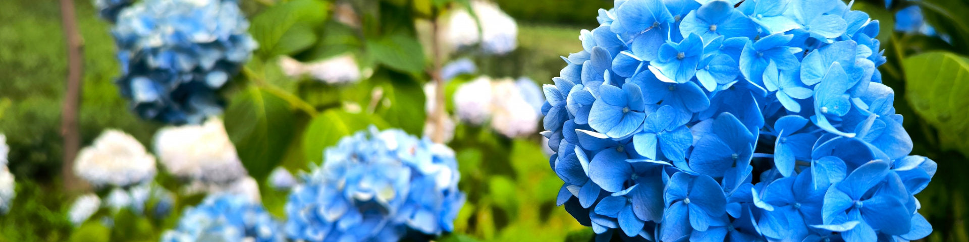 Blue flowers banner