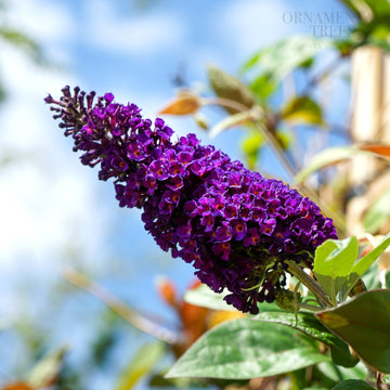 Buddleja 'Black Knight'