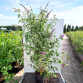 Bush, 150-180cm, 20L pot