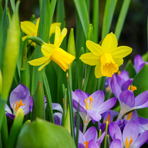 Crocus and daffodil bulbs in flower
