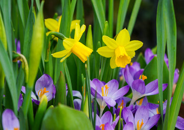 Crocus and daffodil bulbs in flower