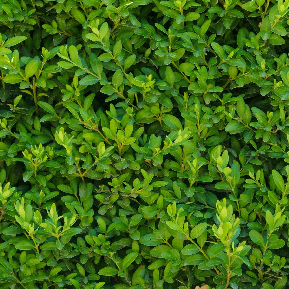 Buxus Sempervirens Box closeup