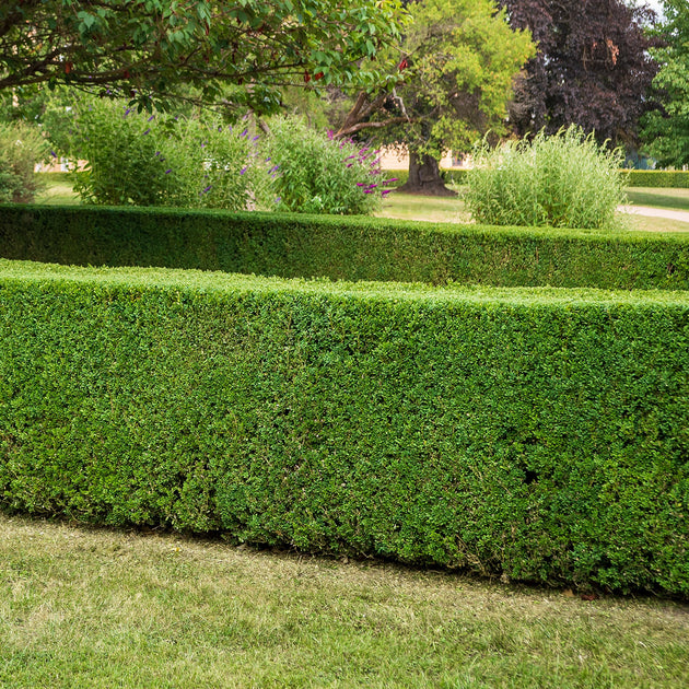 Buxus Sempervirens Box hedging