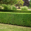 Buxus Sempervirens Box hedging
