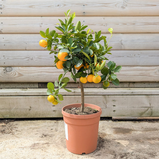 Calamondin Citrus patio tree