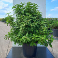 Bush, 80-100cm, 20L pot