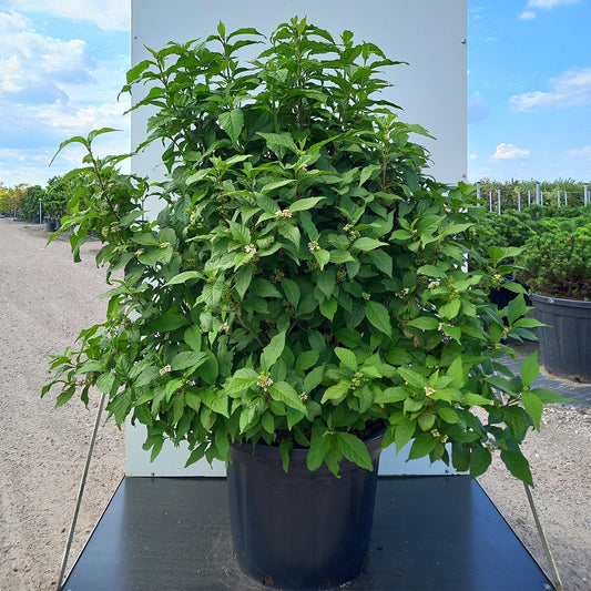 Callicarpa bodensis 'Magical Snow Queen' 50L pot sized bush