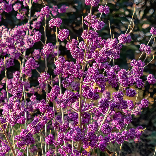 Callicarpa bodinieri var. giraldii 'Profusion' shrub