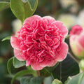Bush, 40-60cm, 5L pot