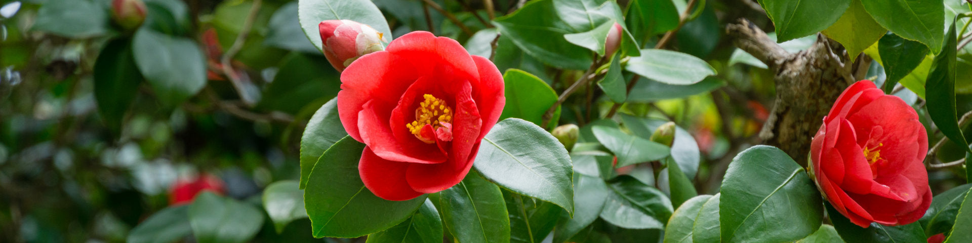 Red Camellia