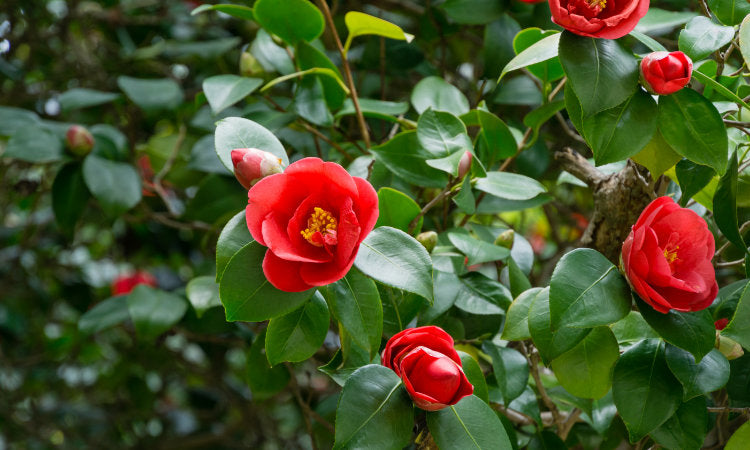 Red Camellia