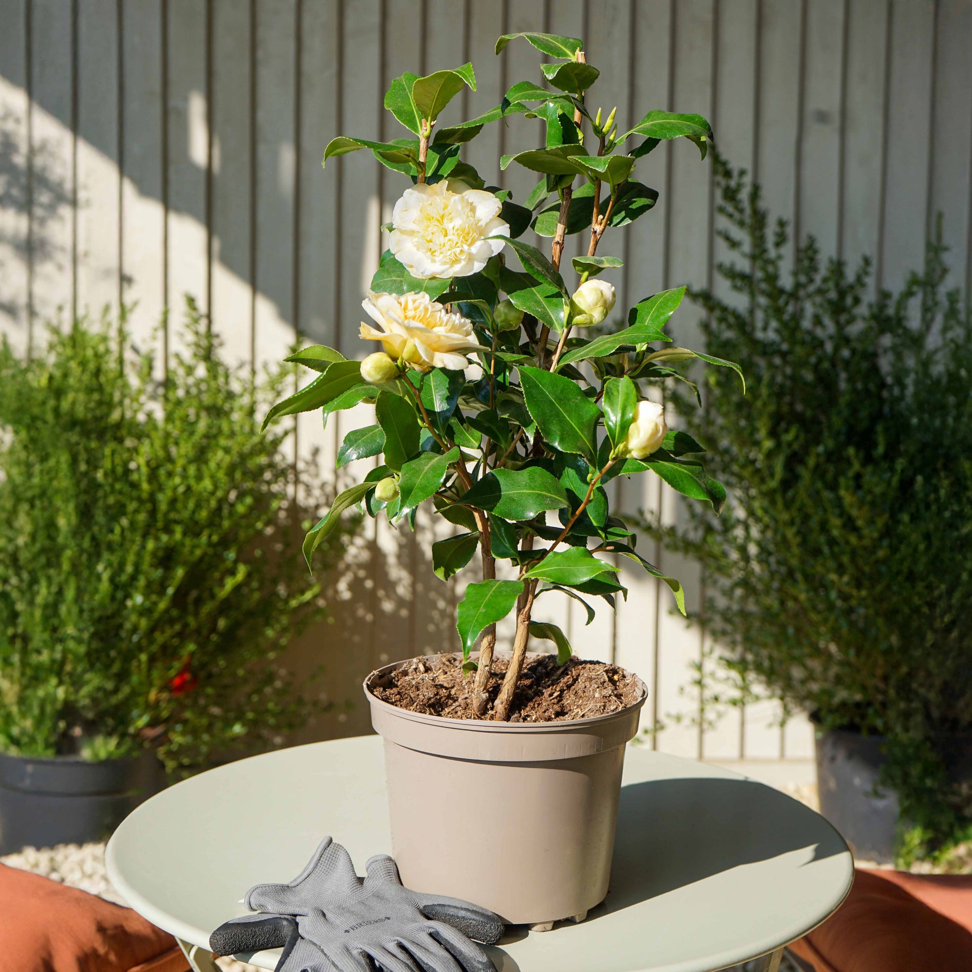 Camellia japonica Brushfields Yellow Shrub