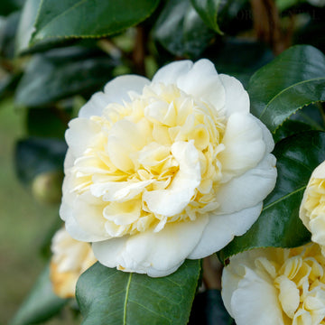 Camellia Brushfields Yellow