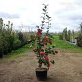 Camellia Dr King 20L pot
