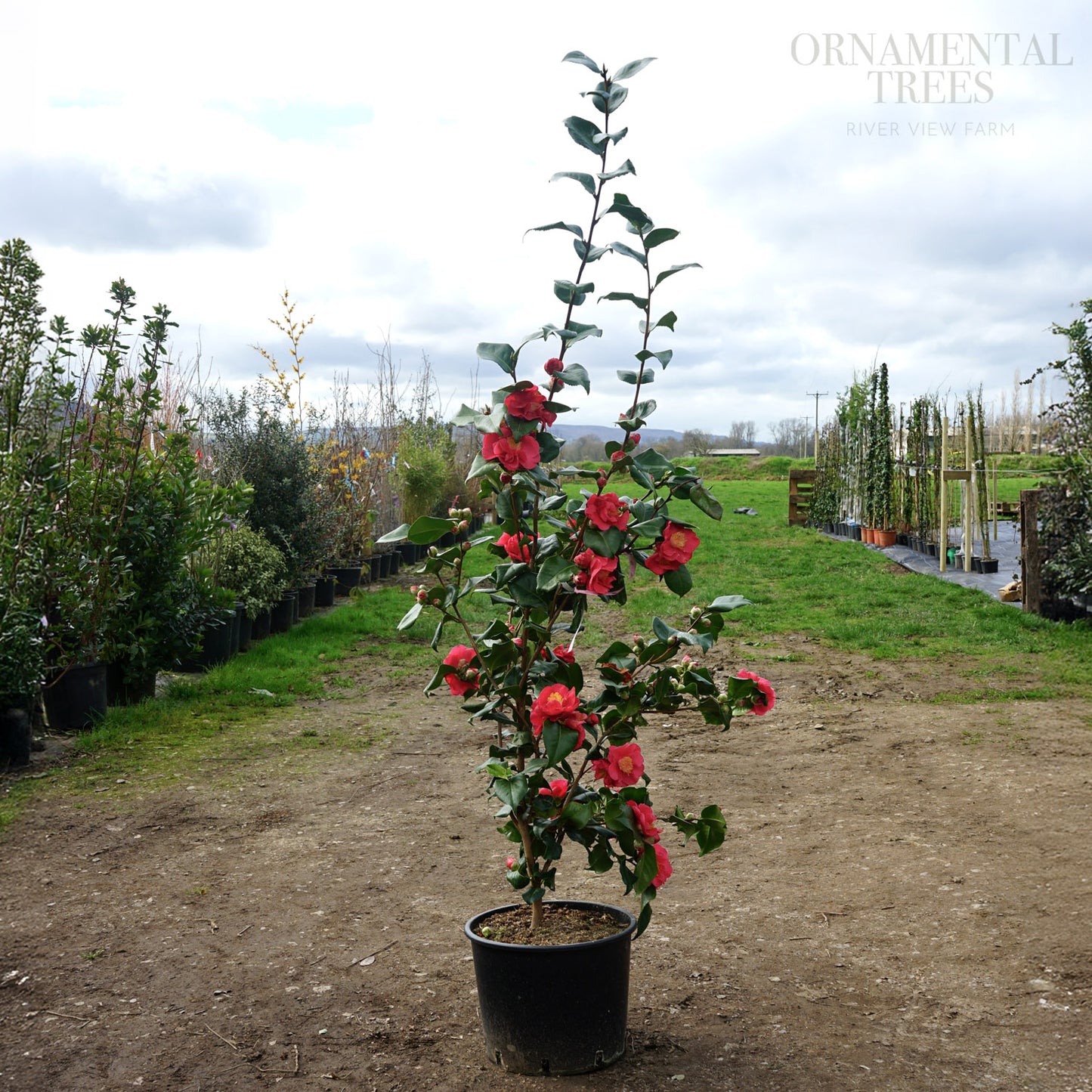 Camellia Dr King 20L pot