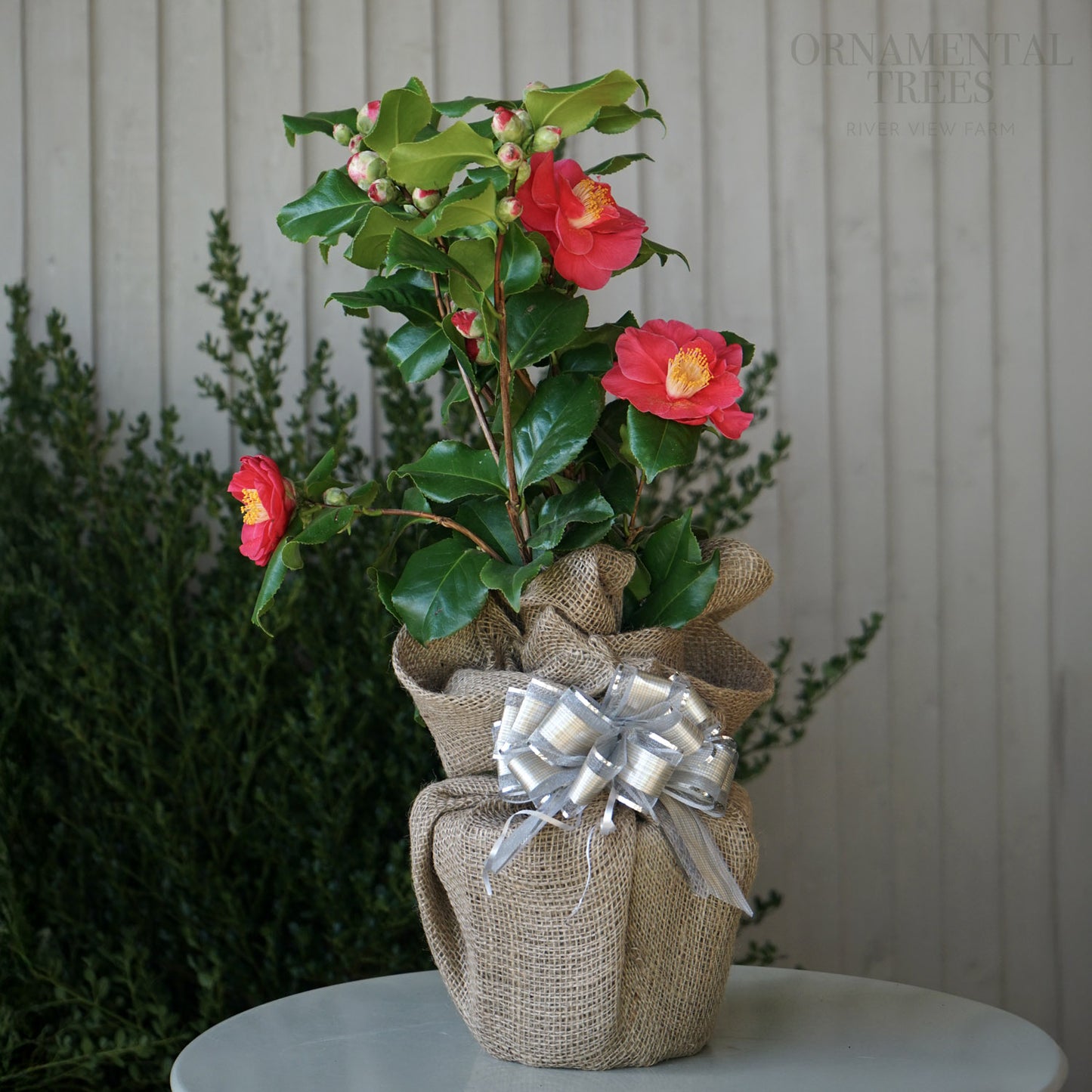 Camellia Dr King 4L pot