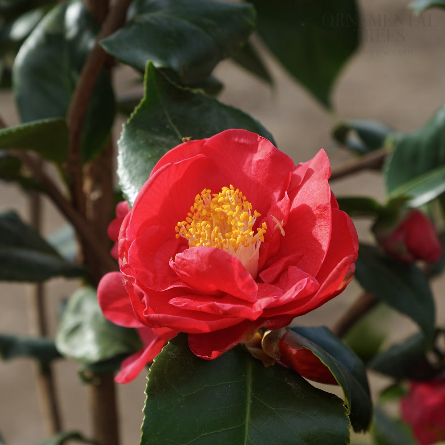 Camellia Dr King flower