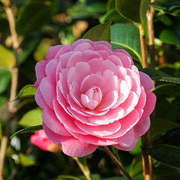 Camellia E.G Waterhouse flower