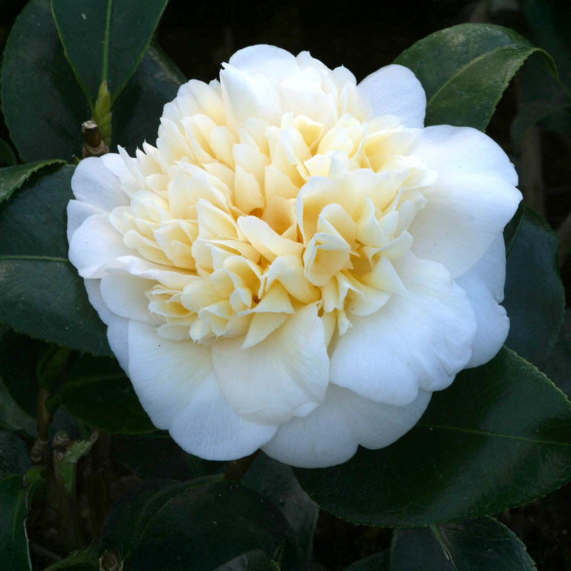 Camellia Jury's Yellow sq