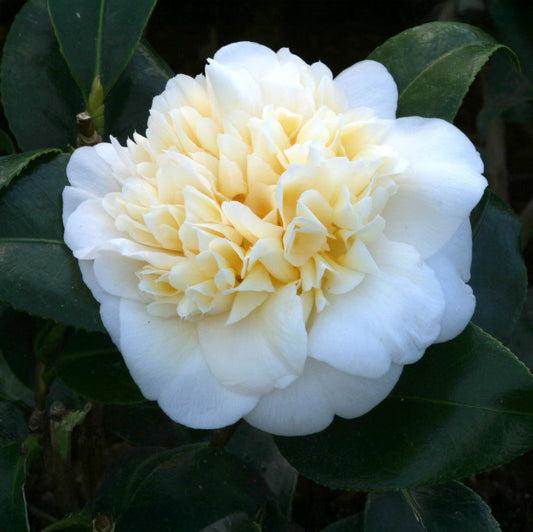 Camellia Jury's Yellow sq