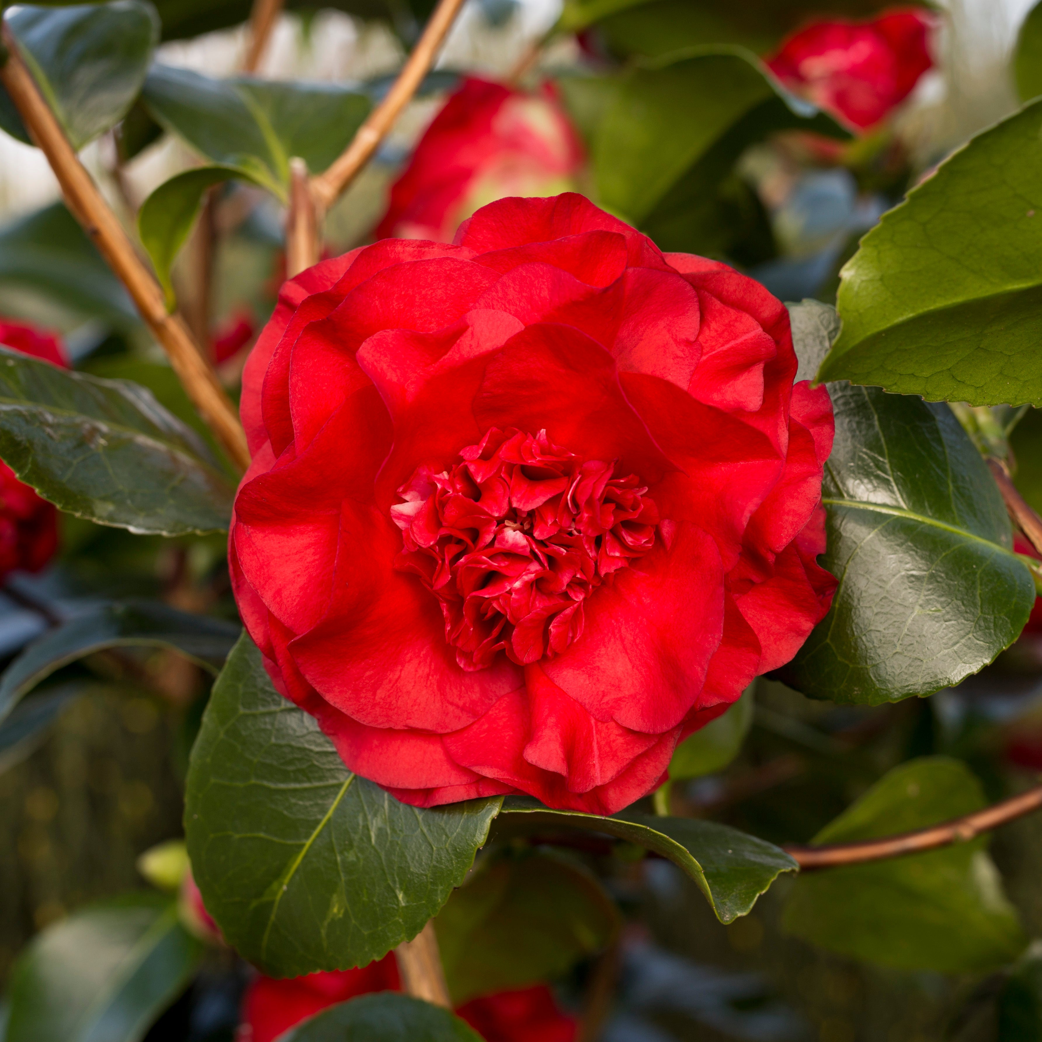 Camellia Ruby Wedding Red Flowering Shrub Ornamental Trees camellia-ruby-wedding-red-flowering-shrub-ornamental-trees