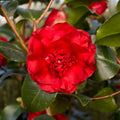 Bush, 30-50cm, 4L pot