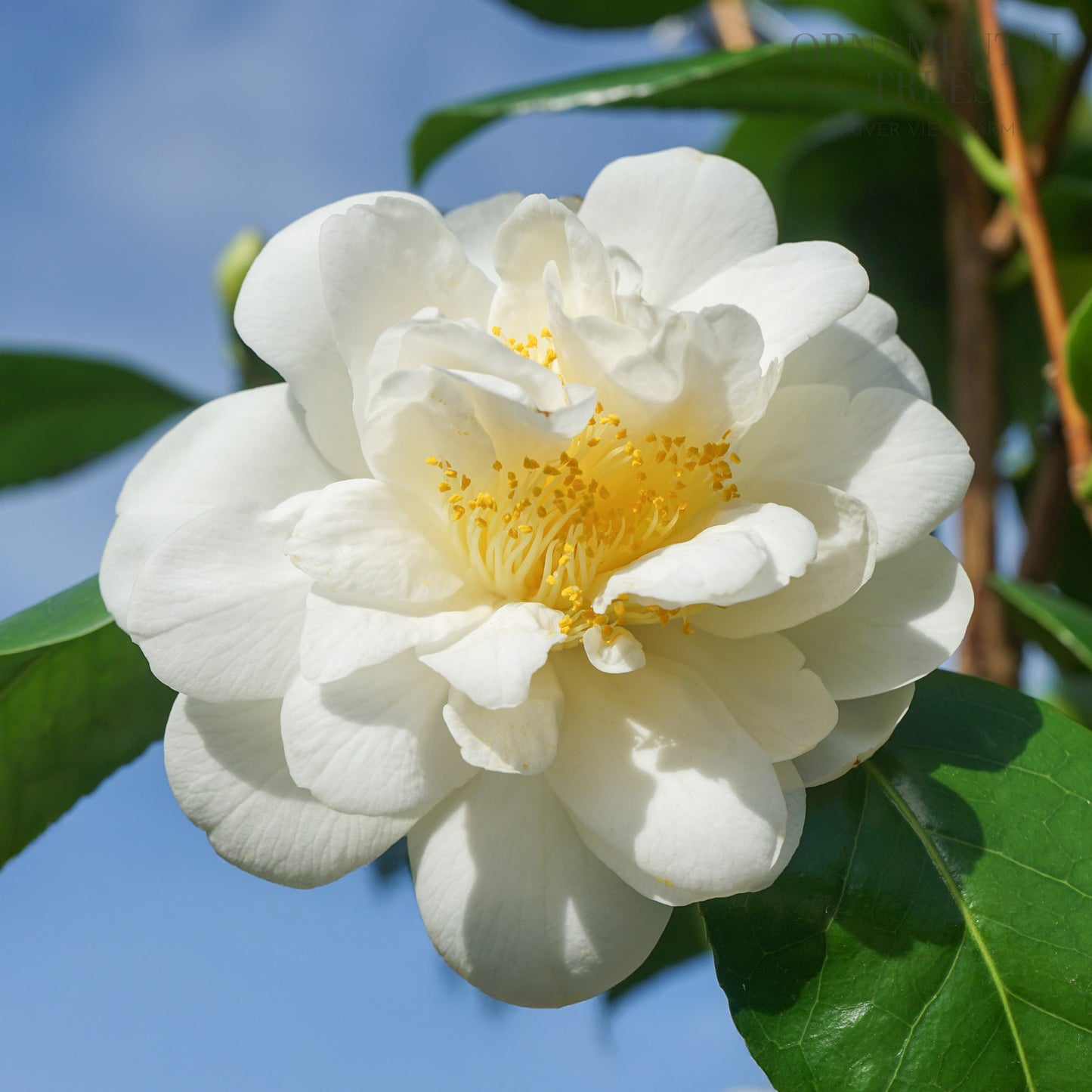Camellia 'Silver Anniversary'