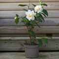 Bush, 30-50cm, 4L pot