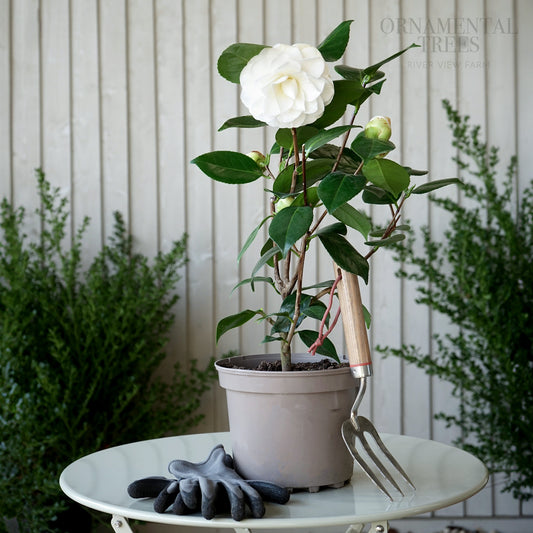 Camellia Swan Lake 4L 