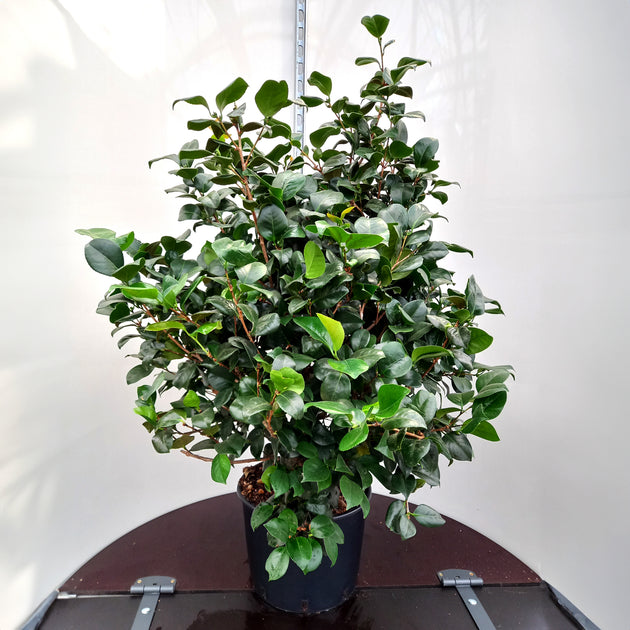 Camellia japonica Indoor