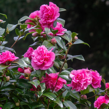 Camellia x williamsii 'Debbie'