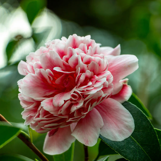 Camellia japonica 'Volunteer'