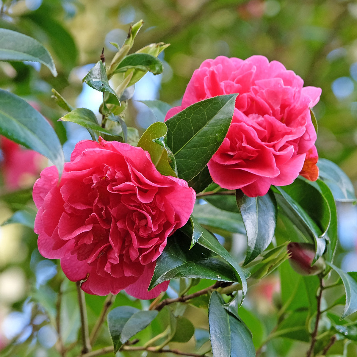 Camellia × williamsii 'Anticipation' Shrub