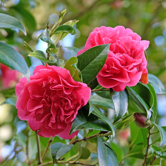 Camellia × williamsii 'Anticipation' Shrub