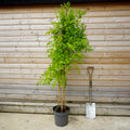 Bush, 150-175cm, 12L pot