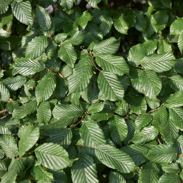 Carpinus betulus 'Lucas' Hornbeam