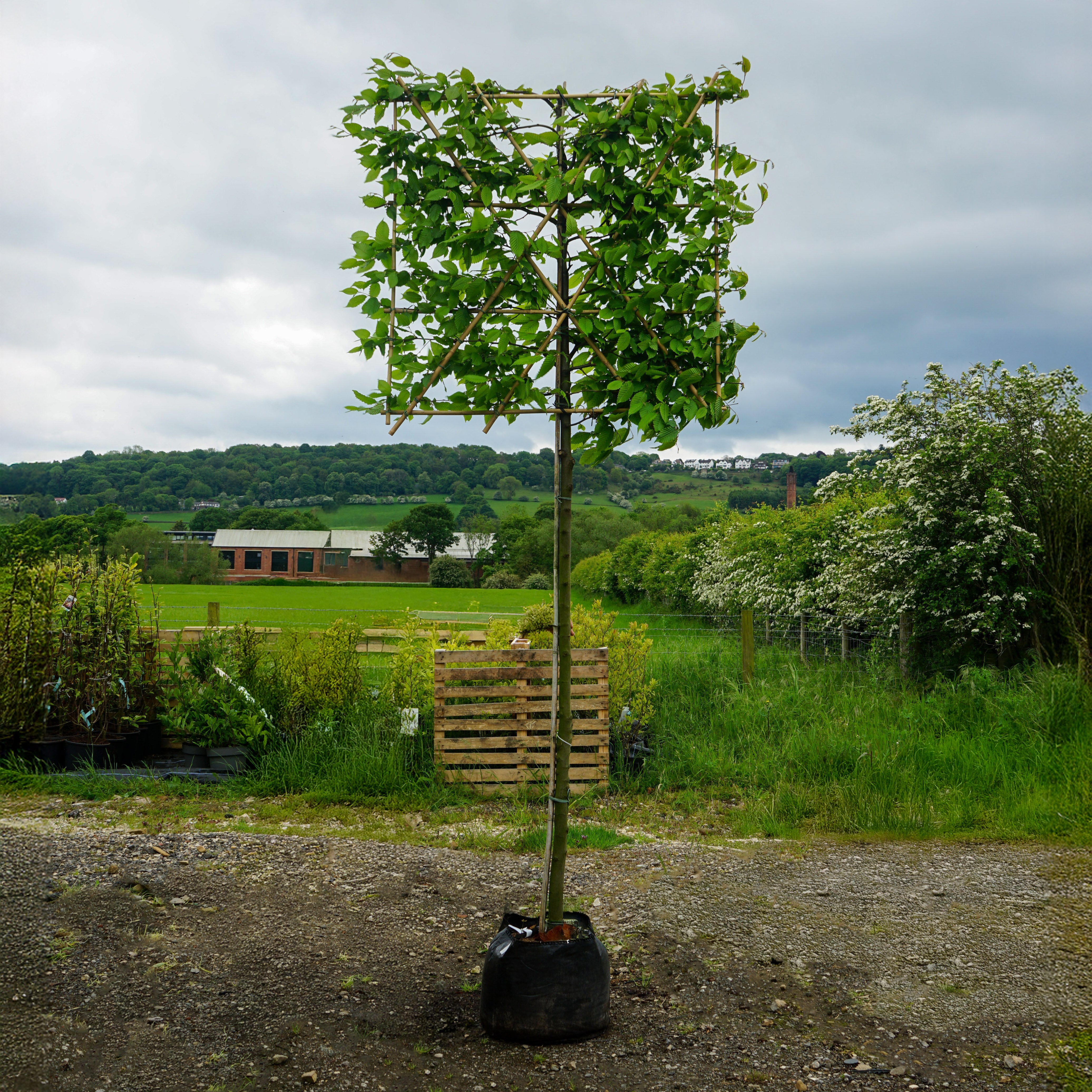 Pleached Hornbeam Trees | Pleached Carpinus betulus | Ornamental Trees