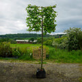 Carpinus Betulus Pleached Tree