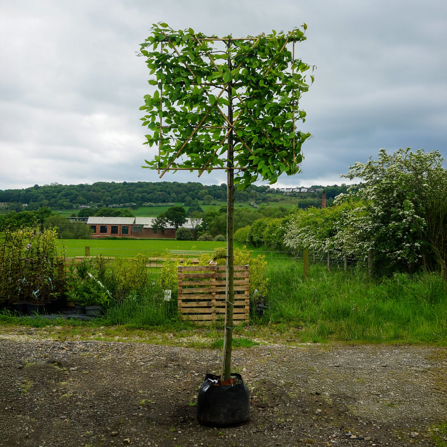 Carpinus Betulus Pleached Tree